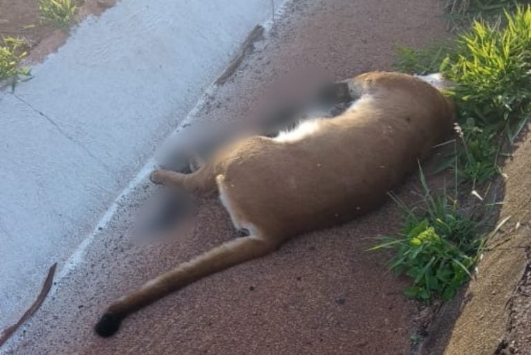 Condutor Encontra Onça Parda Morta No Acostamento Da Br 487 (2)