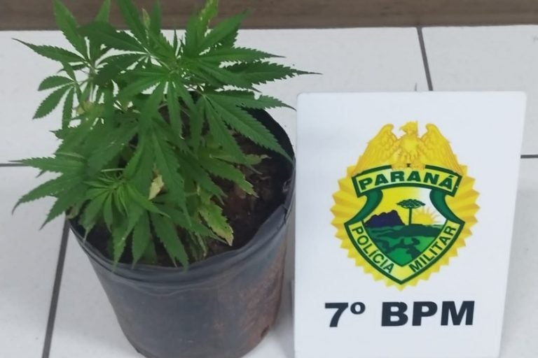 Pés de maconha e porção da droga são apreendidos em Cruzeiro do Oeste.
