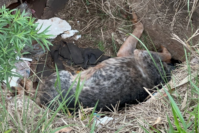 Imagem Do Whatsapp De 2025 10 08 à(s) 14.44.40 19939e4e