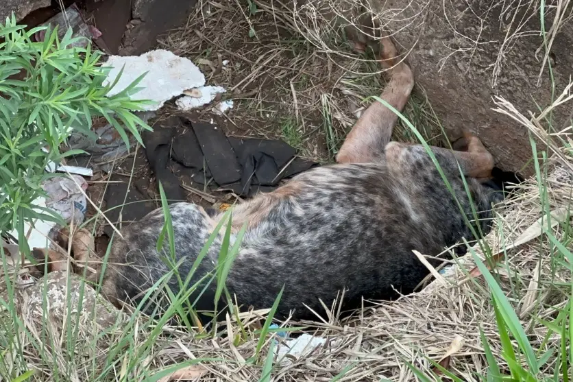 Imagem Do Whatsapp De 2025 10 08 As 14.44.40 19939e4e