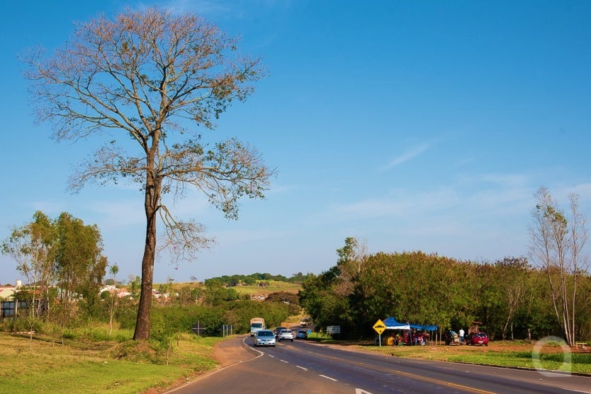 Umuarama Batizou Distrito Com Nome Inspirado Em árvore Perobal (1)