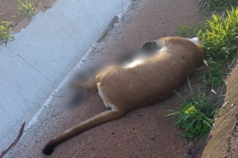 Onça-parda atropelada é encontrada entre Cruzeiro e Tuneiras