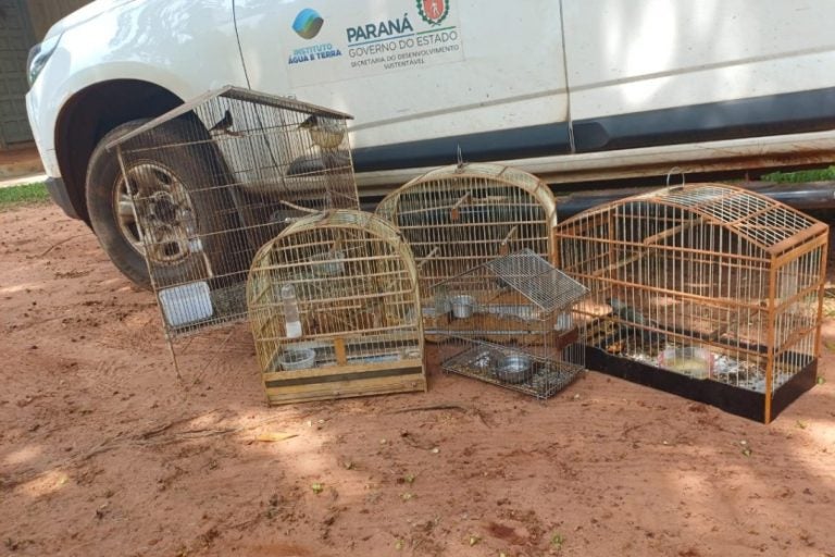 IAT de Umuarama resgata seis aves silvestres mantidas em cativeiro