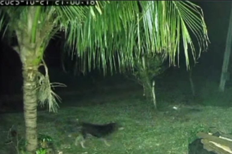 Cachorro enfrenta duas onças em Umuarama e afugenta animais