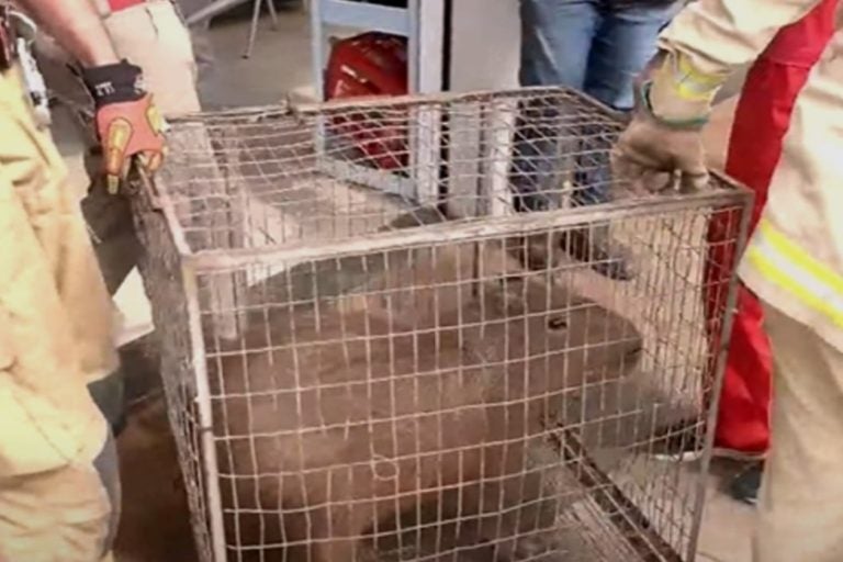 Capivara invade padaria, interrompe café da manhã e mobiliza bombeiros.