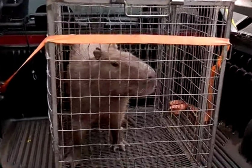 Capivara Resgatada Padaria Parana