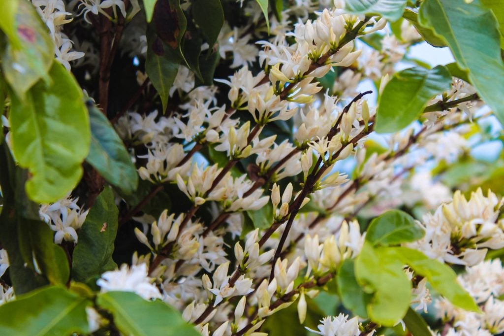 Florada Do Café Em Sao Jorge Do Patrocínio Obemdito