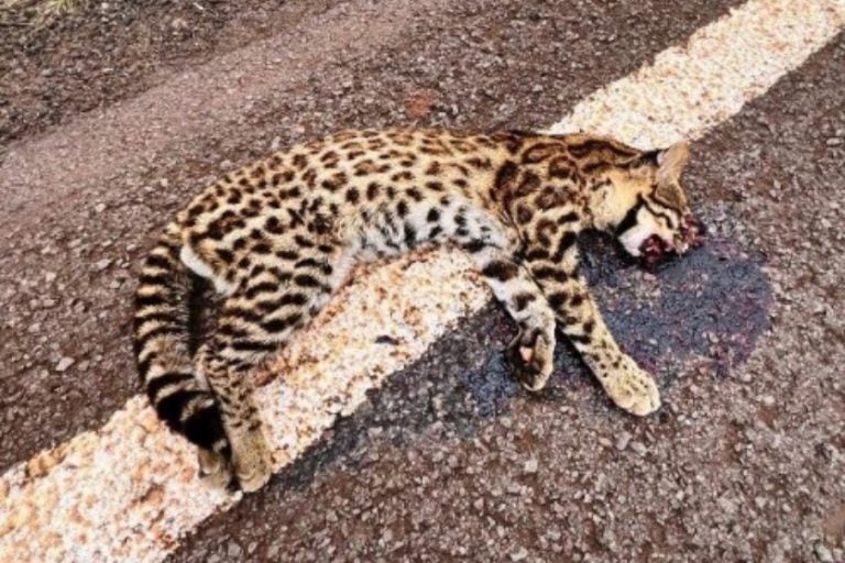 Jaguatirica jovem é atropelada e morta na PR-472, em Goioerê