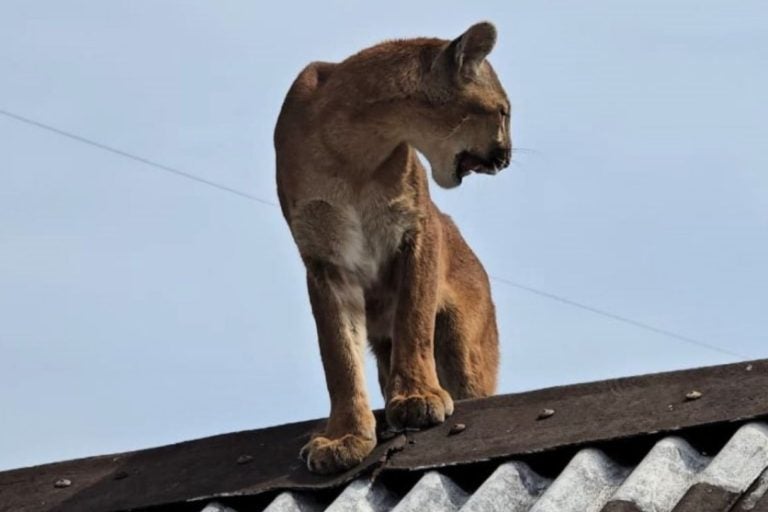 Morador se assusta com onça-parda em telhado de casa no Paraná.