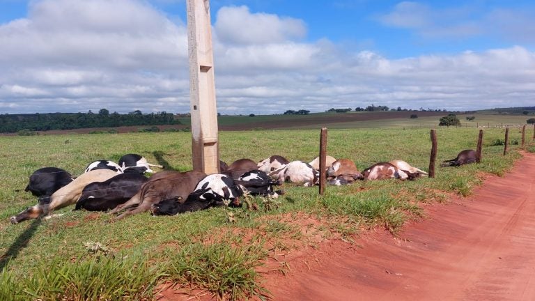 Vacas Mortas