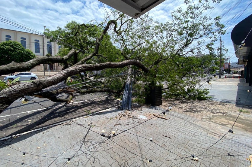 Árvore Cai Durante Temporal E Interdita Parte Da Avenida Maringá (1)