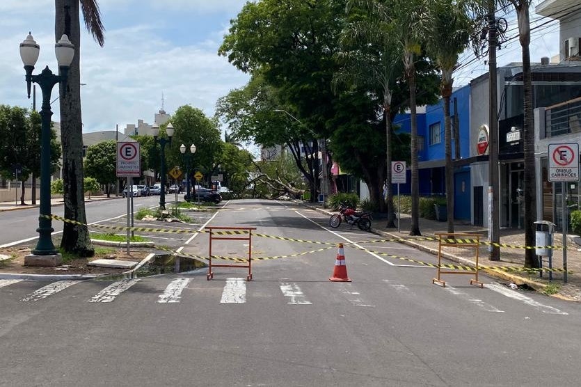 Árvore Cai Durante Temporal E Interdita Parte Da Avenida Maringá (2)