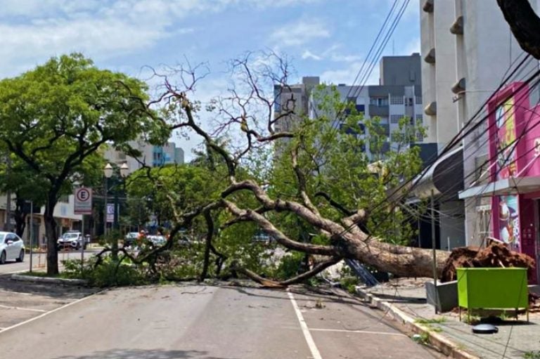 Árvore Cai Durante Temporal E Interdita Parte Da Avenida Maringá (3)