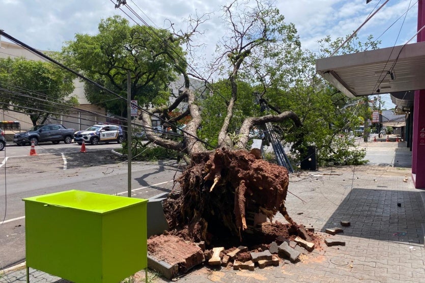Árvore Cai Durante Temporal E Interdita Parte Da Avenida Maringá (5)