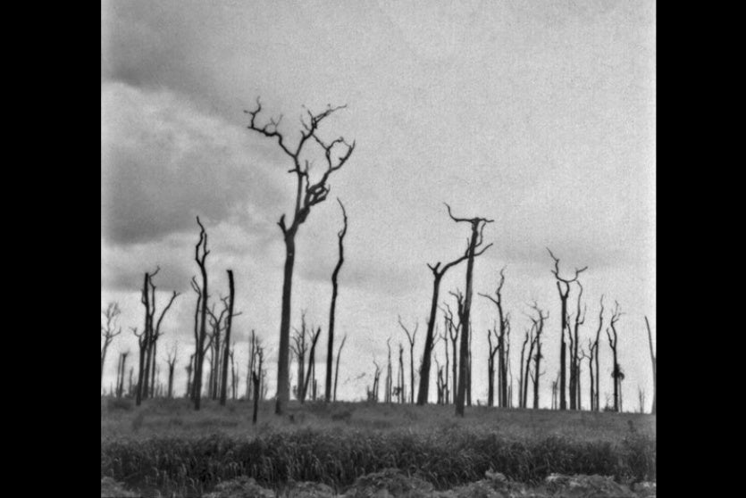 As Poucas Reservas Verdes Que Restaram, Correm Perigo!!! (1)