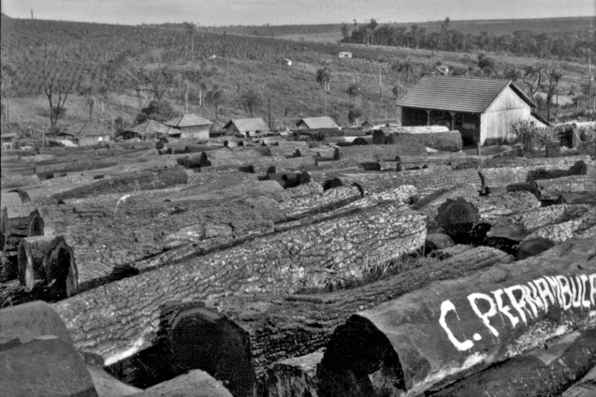 As Poucas Reservas Verdes Que Restaram, Correm Perigo!!! (5)