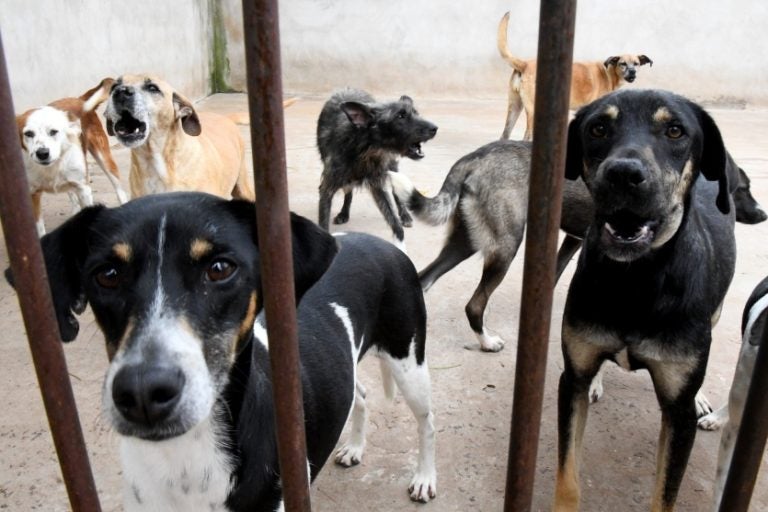 Fórum Discutirá Proteção E Bem Estar Dos Animais Em Umuarama