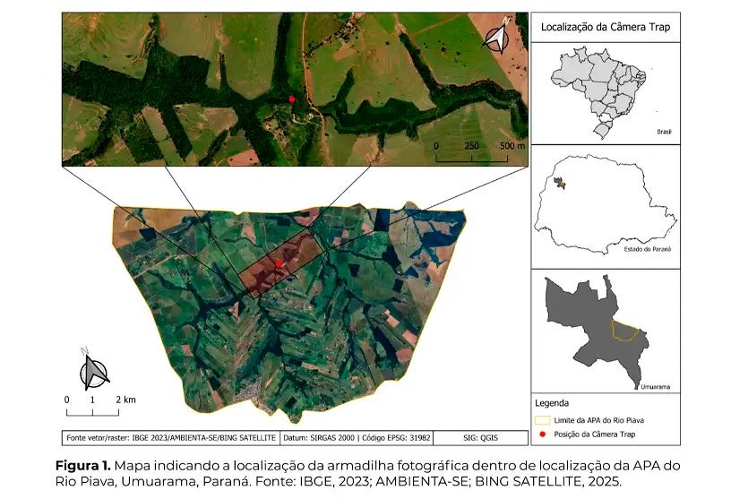 Pesquisa Do Ifpr Umuarama Mostra Onça Parda Na Apa Do Piava (3)