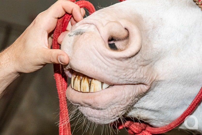 Umuarama Tem Um Dos dentistas De Cavalos mais Requisitados (1)