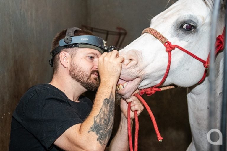 Umuarama Tem Um Dos dentistas De Cavalos mais Requisitados (16)