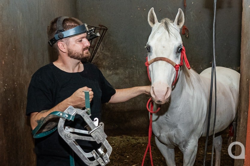Umuarama Tem Um Dos dentistas De Cavalos mais Requisitados (2)