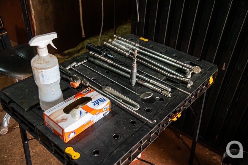 Umuarama Tem Um Dos dentistas De Cavalos mais Requisitados (3)