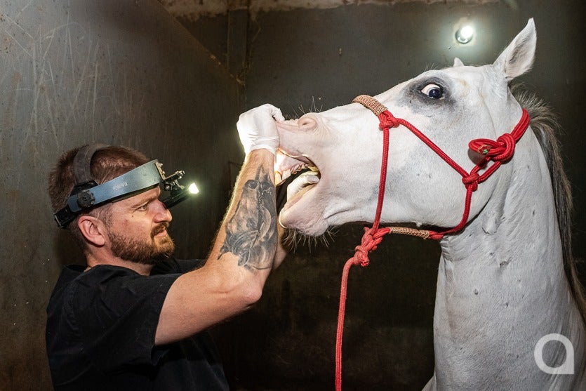 Umuarama Tem Um Dos dentistas De Cavalos mais Requisitados (6)