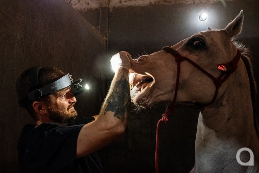 Umuarama Tem Um Dos dentistas De Cavalos mais Requisitados (7)
