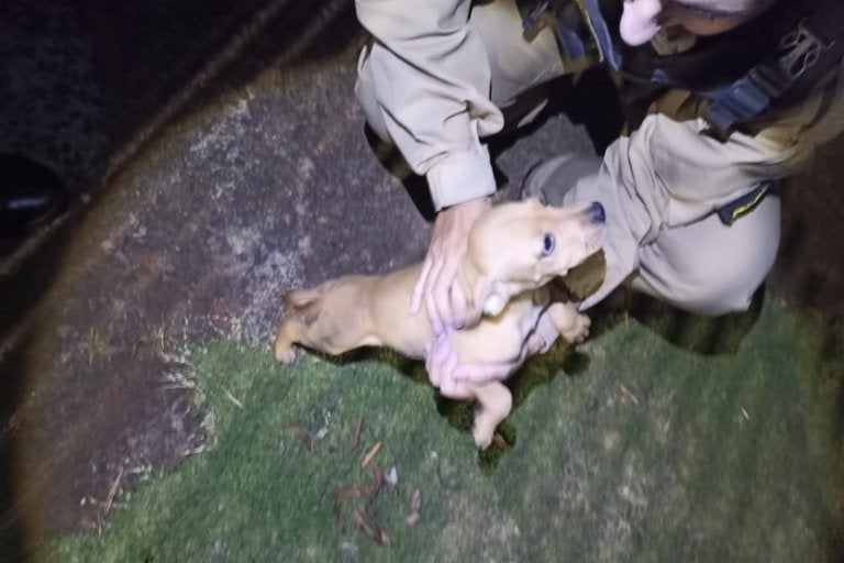 Filhote de cachorro abandonado sem água e comida é resgatado pela PM em Umuarama.