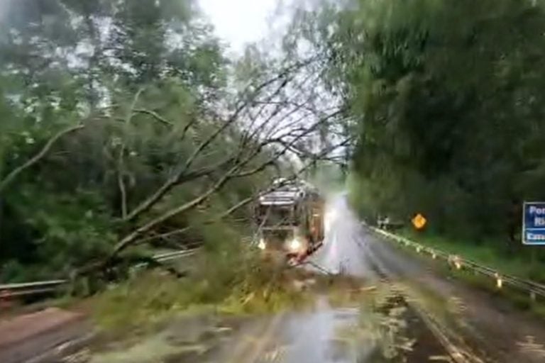 Árvore cai na PR-323, próximo à ponte sobre o Rio dos Índios.
