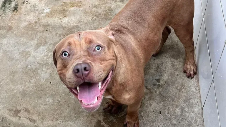 Ataque De Filhote De Pitbull