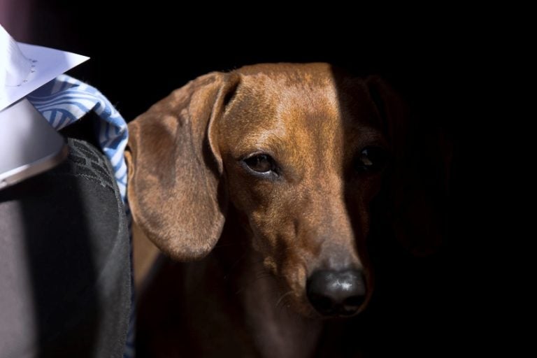 Cão salsicha é furtado de residência em Pérola.