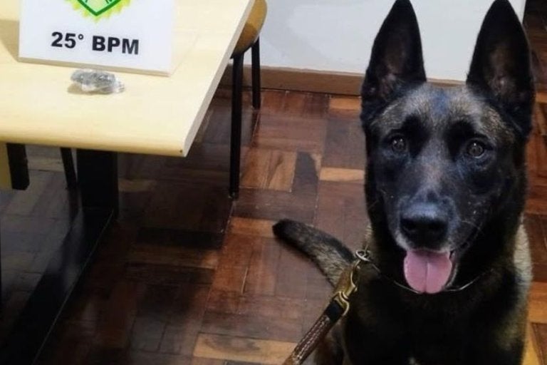 Cão Farejador Ajuda Na Prisão De Jovem Por Tráfico De Drogas Em Pérola