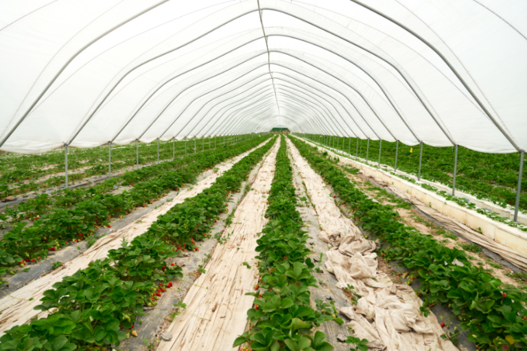 Estufa Agrícola