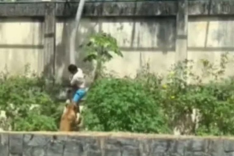 Leoa Mata Homem Que Invadiu Jaula Na Paraíba
