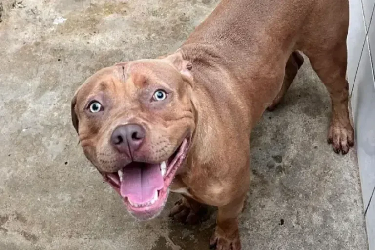 Menino de 5 anos morre após ataque de pitbull dentro da casa da avó.