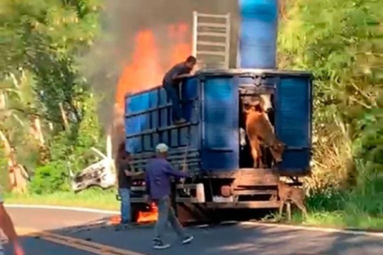 Vídeo mostra gado sendo retirado de caminhão em chamas na PR-317.