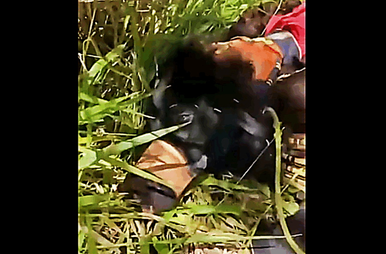 Cão Amordaçado é Abandonado Para Morrer Em Cianorte