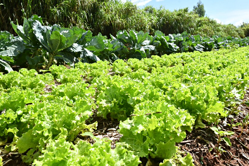 Família De Umuarama Recebe Certificação De Produção Orgânica (2)