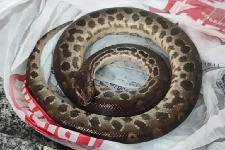 Homem reage a ataque de sucuri mordendo e matando o animal.