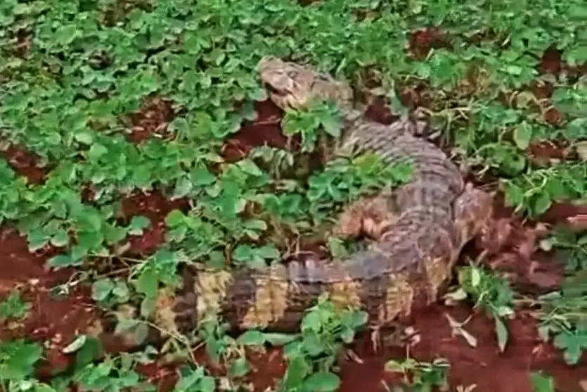 Jacaré Fêmea Com 2,5 M Surge Na Margem De Rodovia No Paraná (2)