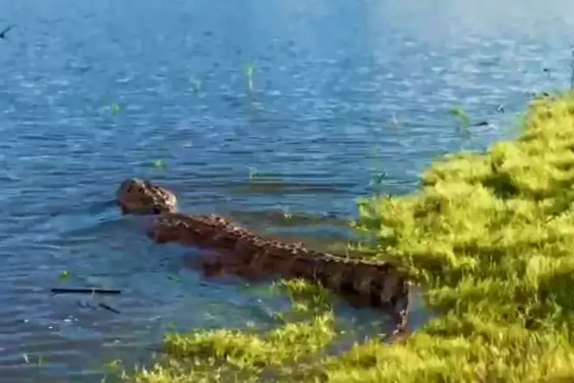 Jacaré Fêmea Com 2,5 M Surge Na Margem De Rodovia No Paraná (3)