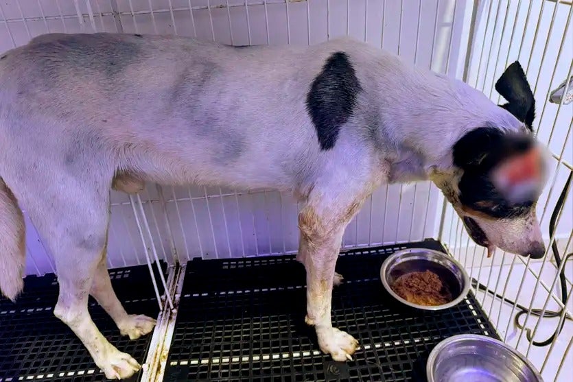 Whatsapp Image 2025 12 01 At 12.39.41 (1)