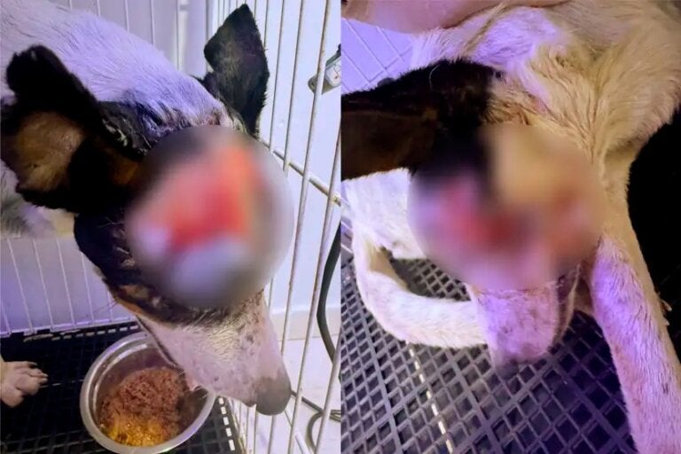 ONG 4 Patas denuncia abandono em área rural e pede ajuda para identificar suspeito