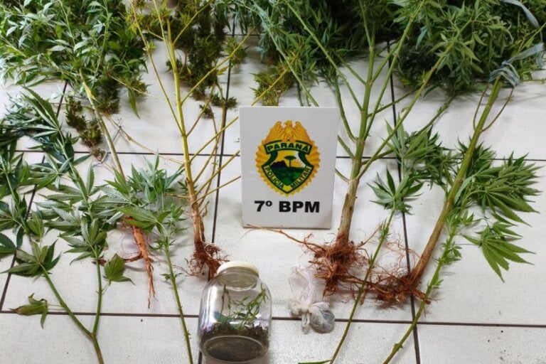 PM encontra pés de maconha em residência de Cruzeiro do Oeste