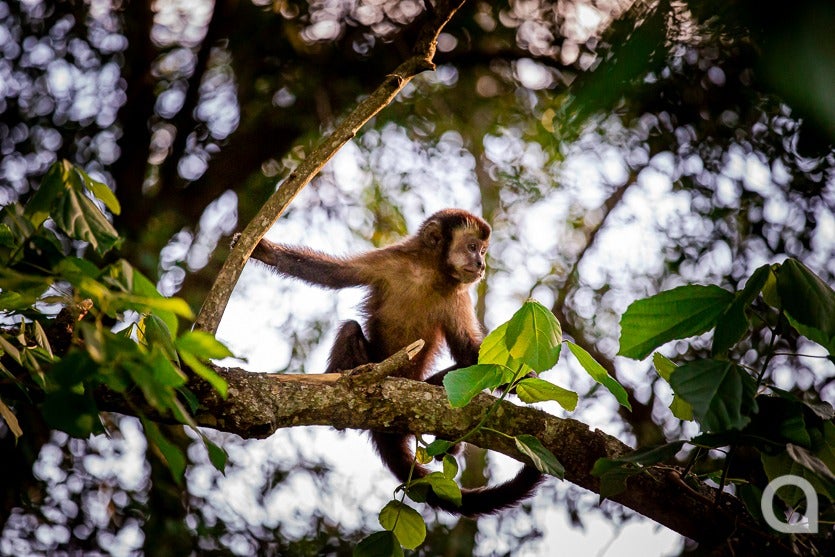 Zootecnista Investe Em Vacas Para Produzir Queijos Artesanais (10)