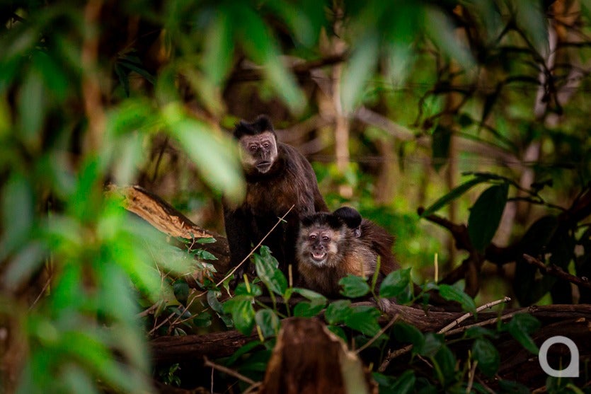 Zootecnista Investe Em Vacas Para Produzir Queijos Artesanais (11)