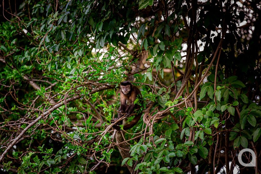 Zootecnista Investe Em Vacas Para Produzir Queijos Artesanais (12)