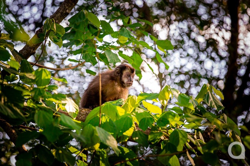 Zootecnista Investe Em Vacas Para Produzir Queijos Artesanais (13)