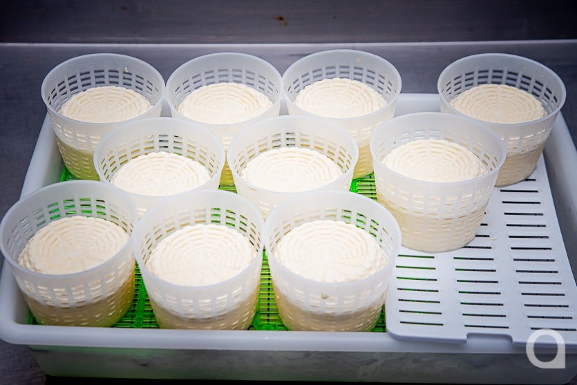 Zootecnista Investe Em Vacas Para Produzir Queijos Artesanais (15)